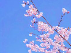 -顾村公园