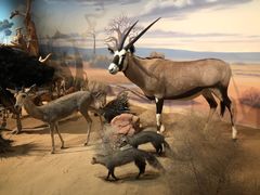 -陕西自然博物馆