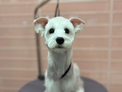 -FAELING PETS美天灵宠物(合生汇店)