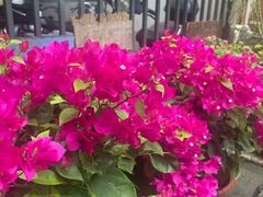 -双季花艺园艺市场(浦东店)