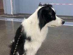 -帕帕拉兹宠物(亚洲旗舰店)