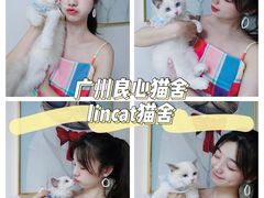 -lincat·猫舍(广州店)