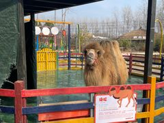 -合肥滨湖国家森林公园