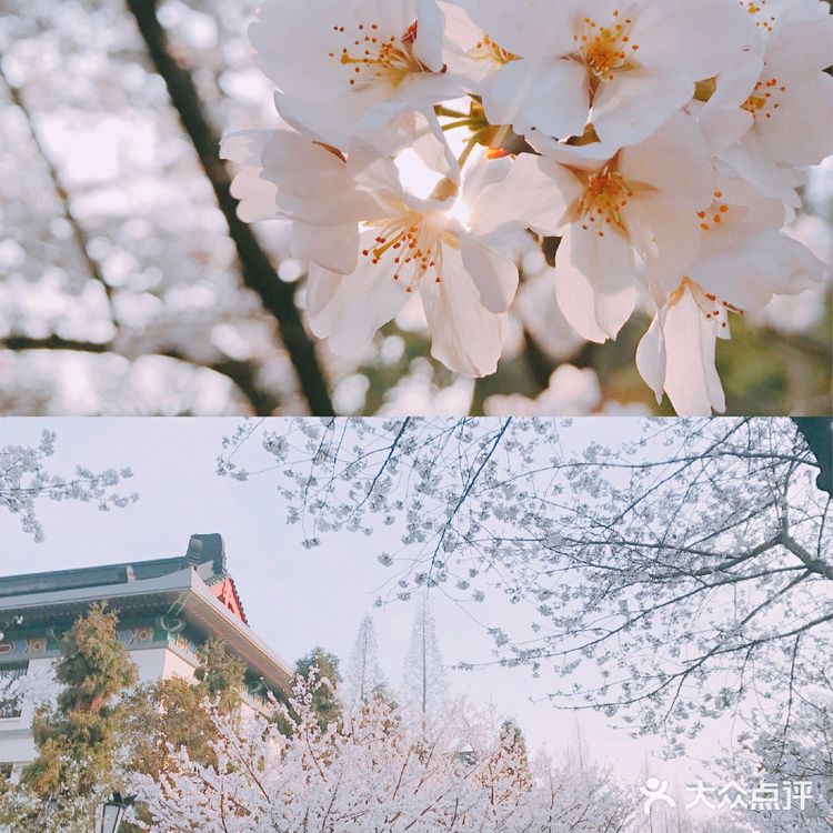 梦回金陵🌸我在樱花树下等你