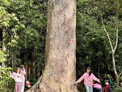 -海南热带雨林国家公园吊罗山景区