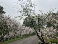 -南山植物园