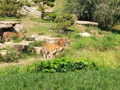 -北京野生动物园
