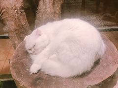 -more than meow吴止猫主题餐厅(承德 中船汇店)