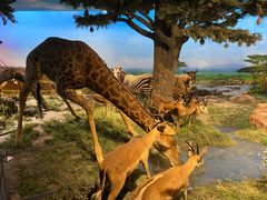 -国家自然博物馆