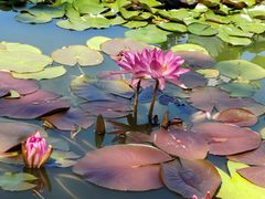 -国家植物园南园