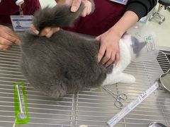 -北京恒爱动物医院(清景园分院)