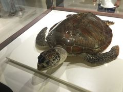 贝壳博物馆-青岛贝壳博物馆