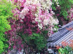 -深圳国际园林花卉博览园