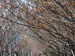-高东镇樱花园