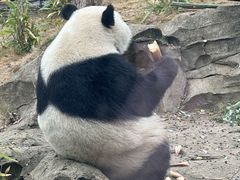 -武汉动物园