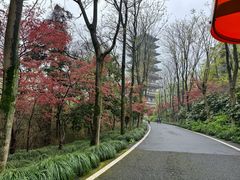 -宜兴龙背山森林公园