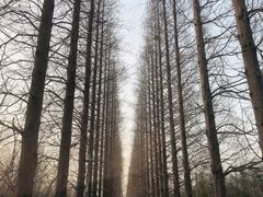 -金岛生态园烧烤露营地