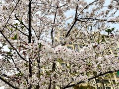 -高东镇樱花园