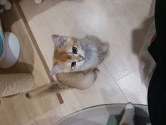 -Umiao与猫咖啡 猫咖