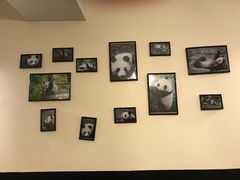 -熊猫川菜馆 panda chine
