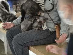 -more than meow吴止猫主题餐厅(承德 中船汇店)