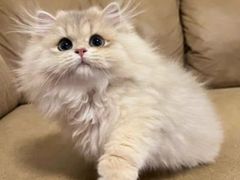 -猫十亿·布偶金渐层·曼基康矮脚猫舍(青年路店)