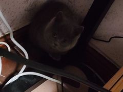 -柚子猫舍·精品猫舍购猫·猫咪认养·购宠·宠物店