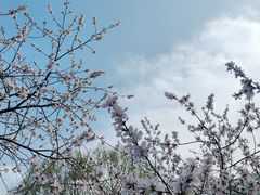 -桃花堤公园