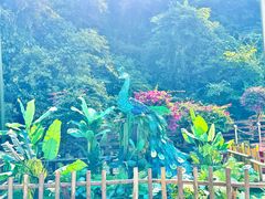 -西双版纳原始森林公园
