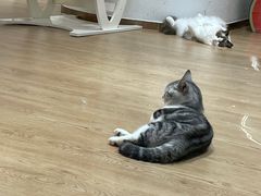 -1013 PET SHOP精品宠物商店(丁香店)