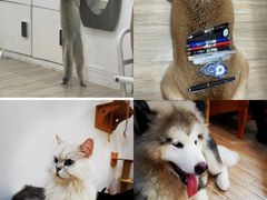 -李小姐の猫咖啡馆(五角场店)