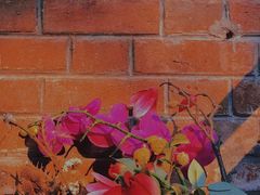 -花到家(富贵鸟花艺行)