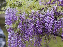 -上海吴淞炮台湾国家湿地公园
