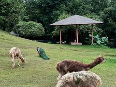 -深圳野生动物园