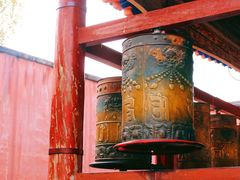 -塔尔寺菩提树