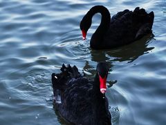 -春晖园度假酒店温泉