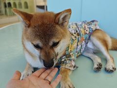 -怪兽屋·羊驼·猫咖·狗咖(俊华广场店)
