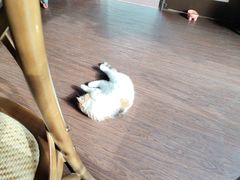 -猫岛主趣味餐厅(鼓浪屿店)