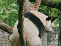-都江堰中华大熊猫苑