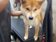 -PETKIT小佩宠物·低压洗护(国顺东路店)