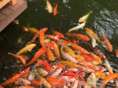 -深圳野生动物园