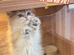 -猫十亿·布偶金渐层·曼基康矮脚猫舍(青年路店)