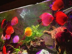 -上海海洋水族馆