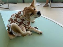 -怪兽屋·羊驼·猫咖·狗咖(俊华广场店)