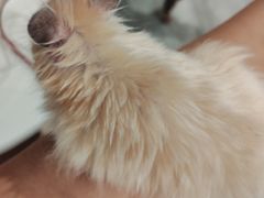 -楼上猫咖(罗湖店)