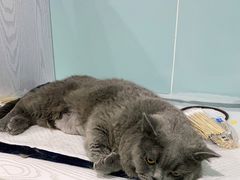 -纳吉亚猫专科动物医院·北北分院