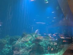 -海棠湾洲际-涛·海底餐厅·美人鱼·自助餐·海底隧道