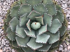 -华南国家植物园-售票处