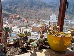 -四姑娘山阿巴郎·藏式花园餐厅