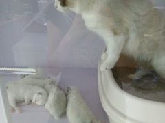 -喵的天空名猫咖啡馆·撸猫·猫舍·用品